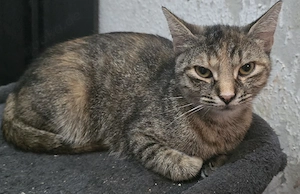 Katze weiblich 1 Jahr alt in gute Hände abzugeben 