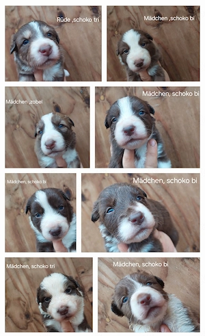 Schoko Border Collie  Australian Shepherd Welpen