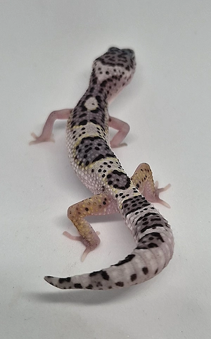 Mack Snow Black Night het Eclipse poss Ghost