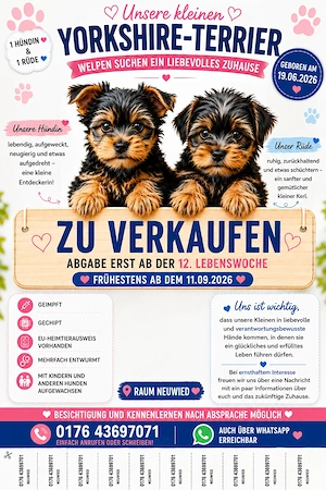  Yorkshire-Terrier-Welpen suchen ihr liebevolles Zuhause   Abgabe erst ab der 12. Lebenswoche   