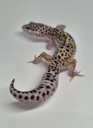 MS Lavender Eclipse het.Tremper Pos Ghost Leopardgecko 
