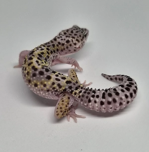 MS Lavender Eclipse het.Tremper Pos Ghost Leopardgecko 