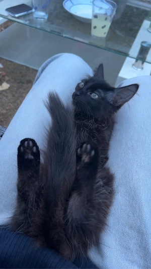 Perserkatze sucht dringend neues Zuhause 