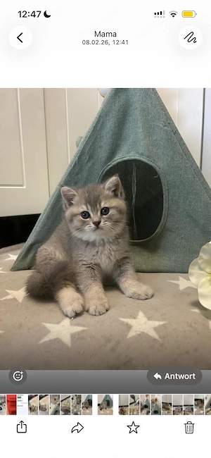 Süße BKH Kitten
