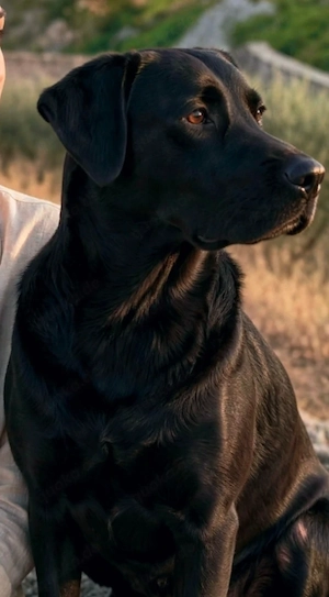 1j Labrador Pitbull Rüde 20kg 50cm nach Adoption ausreisebereit