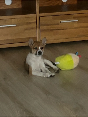 shiba-mix sucht ein sicheres zuhause 