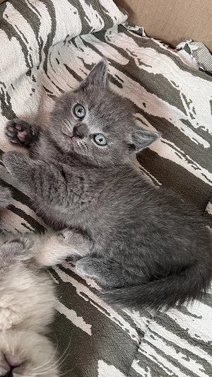3 wunderschöne BKH Russisch-Blau-Mix-Kater   Blue und Colourpoint Bild 3