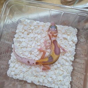 Leopardgecko Raptor Weibchen Bild 1