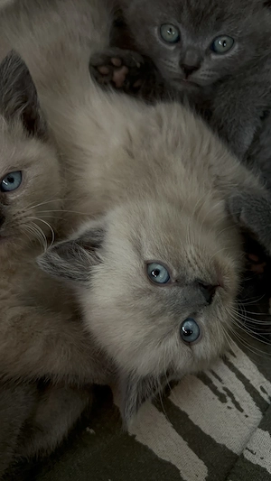 3 wunderschöne BKH Russisch-Blau-Mix-Kater   Blue und Colourpoint Bild 2