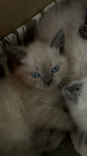 3 wunderschöne BKH Russisch-Blau-Mix-Kater   Blue und Colourpoint Bild 5
