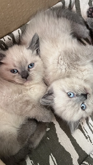 3 wunderschöne BKH Russisch-Blau-Mix-Kater   Blue und Colourpoint