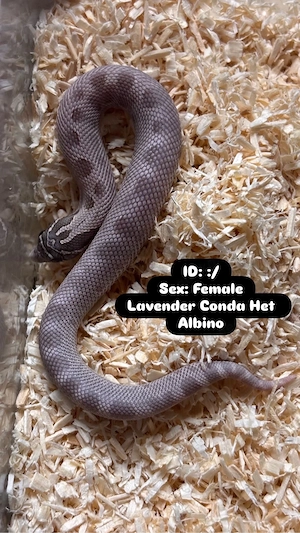 Heterodon nasicus Hakennasennattern Lavender Lavender Conda Het Albino