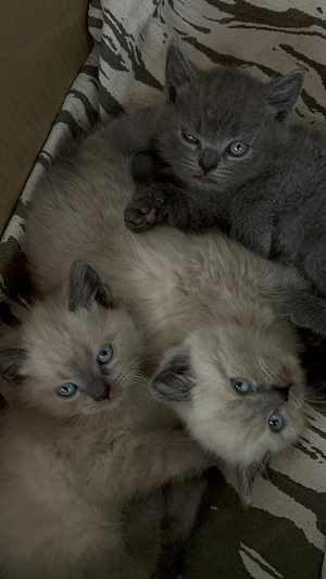 3 wunderschöne BKH Russisch-Blau-Mix-Kater   Blue und Colourpoint Bild 4