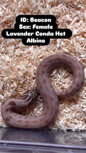 Heterodon nasicus Hakennasennattern Lavender Lavender Conda Het Albino