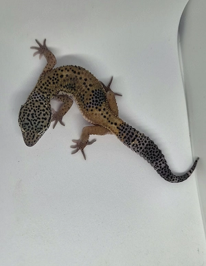 BN cross het Eclipse het Blizzard Leopardgecko TSF