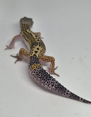 Black Night Cross het. Eclipse Blizzard  Leopardgecko 
