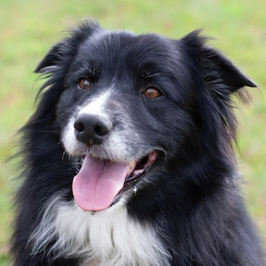 Alain Delon - 8 Jahre - Border Collie - Tierhilfe Franken e.V.