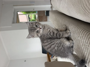 BKH Kitten Abgabebereit 
