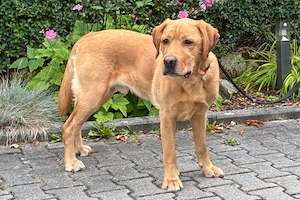 Mister Sam - 4 Jahre - Labrador - Tierhilfe Franken e.V.
