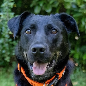 Meria - 2 Jahre - Labrador Mix - Tierhilfe Franken e.V.