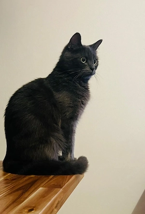 Russisch-Blau-Kätzin Zeituna und BKH-Kater Basbous   einzeln oder gemeinsam