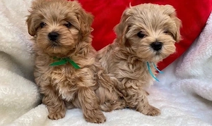 Super Maltipoo mini welpen