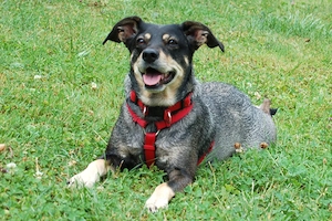 Sayra - 7 Jahre - Mix - Tierhilfe Franken e.v. Bild 3