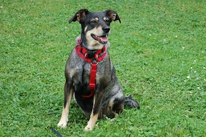 Sayra - 7 Jahre - Mix - Tierhilfe Franken e.v.