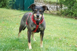 Sayra - 7 Jahre - Mix - Tierhilfe Franken e.v. Bild 4