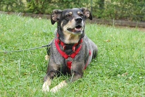 Sayra - 7 Jahre - Mix - Tierhilfe Franken e.v. Bild 10