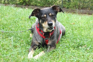Sayra - 7 Jahre - Mix - Tierhilfe Franken e.v. Bild 8