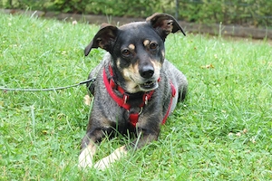 Sayra - 7 Jahre - Mix - Tierhilfe Franken e.v. Bild 5