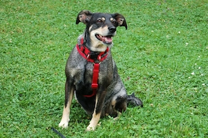 Sayra - 7 Jahre - Mix - Tierhilfe Franken e.v. Bild 7