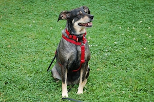 Sayra - 7 Jahre - Mix - Tierhilfe Franken e.v. Bild 9