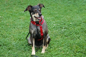Sayra - 7 Jahre - Mix - Tierhilfe Franken e.v. Bild 6