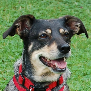 Sayra - 7 Jahre - Mix - Tierhilfe Franken e.v. Bild 2