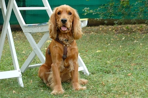 Red Oskar - 11 Monate - Cocker Spaniel - Tierhilfe Franken e.V. Bild 5