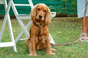 Red Oskar - 11 Monate - Cocker Spaniel - Tierhilfe Franken e.V.