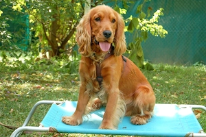 Red Oskar - 11 Monate - Cocker Spaniel - Tierhilfe Franken e.V. Bild 10