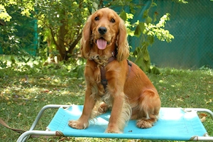Red Oskar - 11 Monate - Cocker Spaniel - Tierhilfe Franken e.V. Bild 9