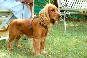 Red Oskar - 11 Monate - Cocker Spaniel - Tierhilfe Franken e.V. Bild 7