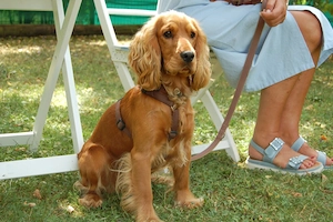 Red Oskar - 11 Monate - Cocker Spaniel - Tierhilfe Franken e.V. Bild 3
