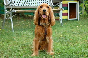 Red Oskar - 11 Monate - Cocker Spaniel - Tierhilfe Franken e.V. Bild 6