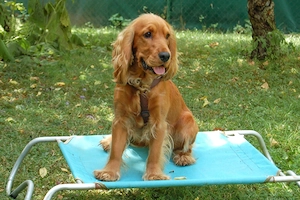 Red Oskar - 11 Monate - Cocker Spaniel - Tierhilfe Franken e.V. Bild 8