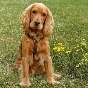 Red Oskar - 11 Monate - Cocker Spaniel - Tierhilfe Franken e.V. Bild 2