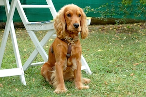 Red Oskar - 11 Monate - Cocker Spaniel - Tierhilfe Franken e.V. Bild 4