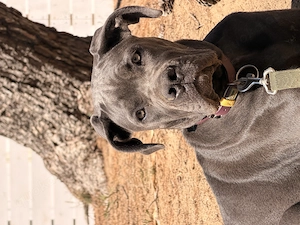 Cane corso Welpe sucht neues Zuhause 
