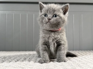 Britisch Kurzhaar in blau reinrassig Kitten