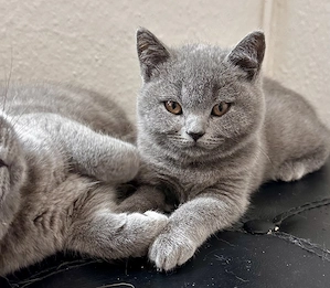 BKH kitten 