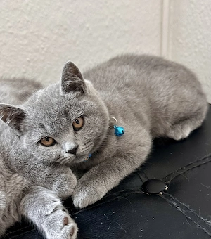 BKH kitten 
